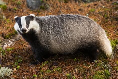 [RELEASE] Badger.